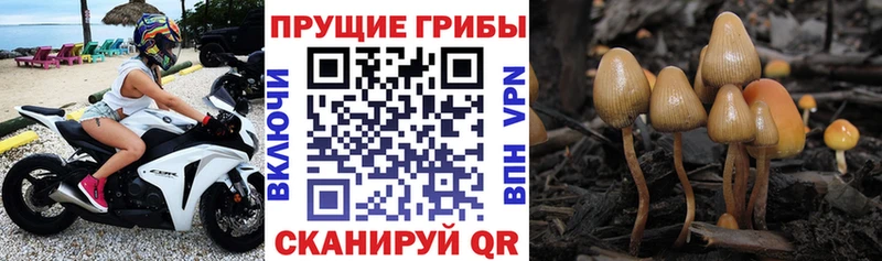Галлюциногенные грибы GOLDEN TEACHER  Купить закладки  Грязи 